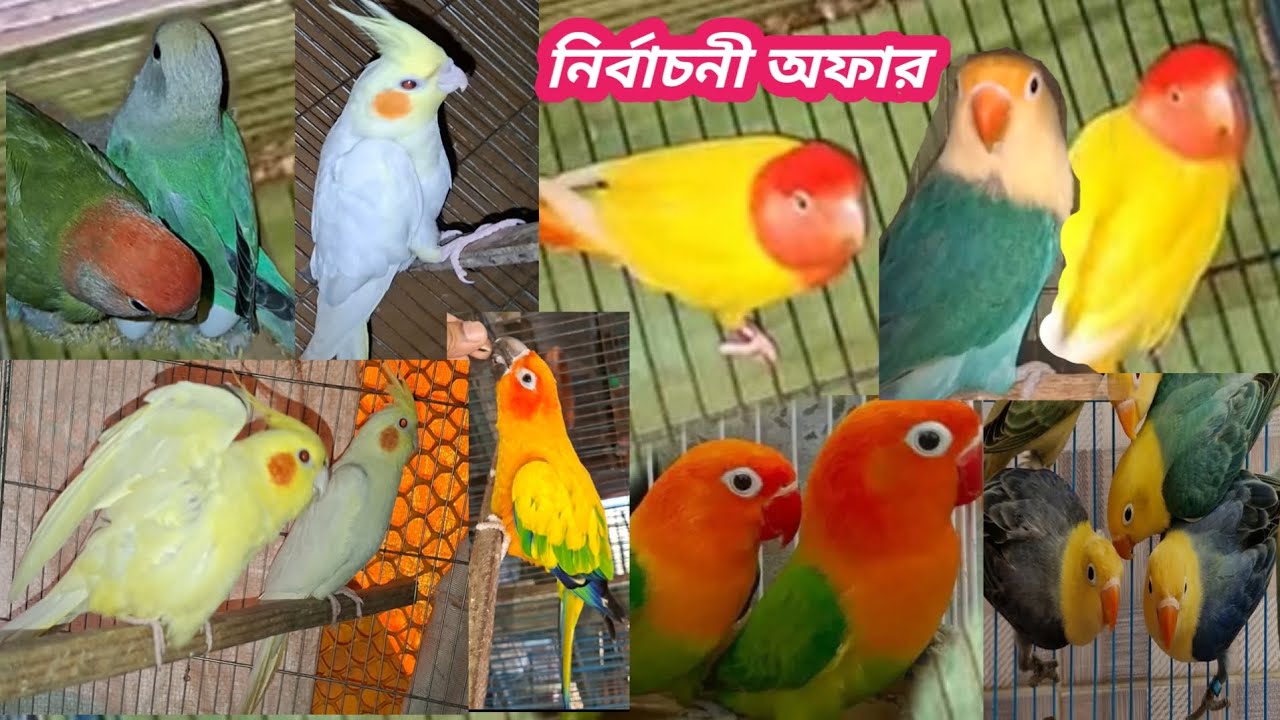  ডিম বাচ্চা ১০০% গ্যারান্টি সহ।সকল বয়সের পাখি নিতে পারবেন 