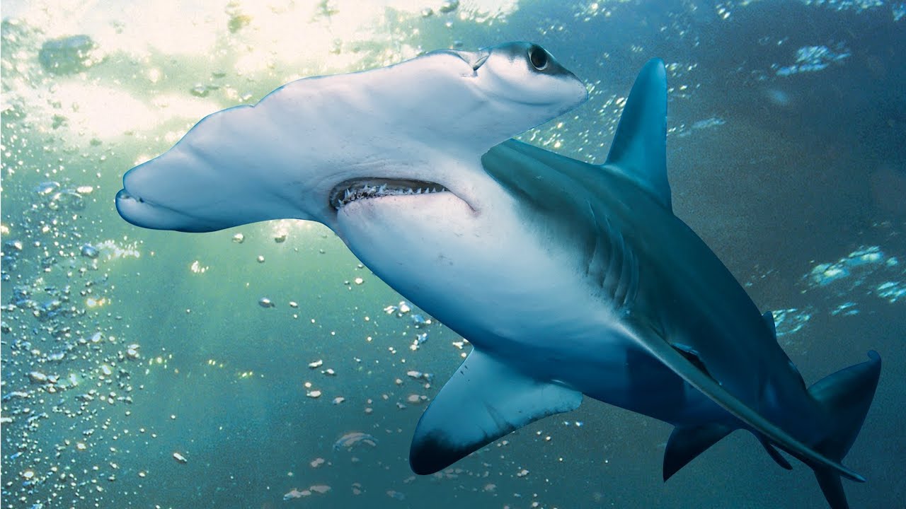 Hammerhead shark | Ampullae of lorenzini sharks | Shark electroreceptors