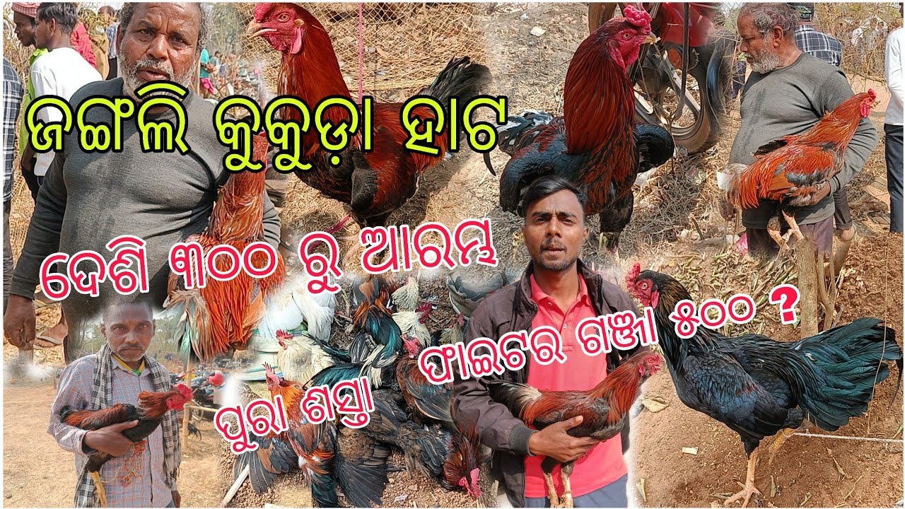 ଫାଇଟର ଗଞ୍ଜା ୫୦୦ ରୁ 👌 ଘରଇ ଦେଶୀ କୁକୁଡ଼ା 🐓୩୦୦//Desi Chiken Market ,West Bengal//Tribal Market 
