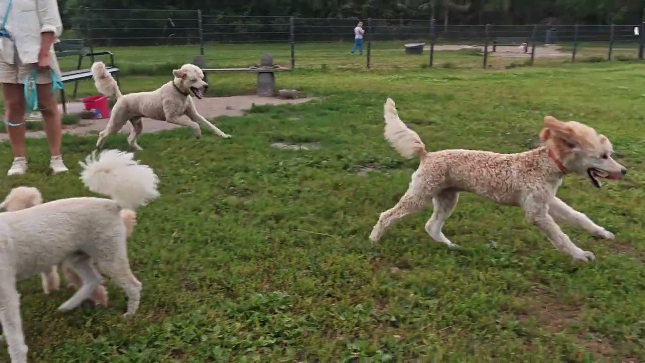 July dog business III