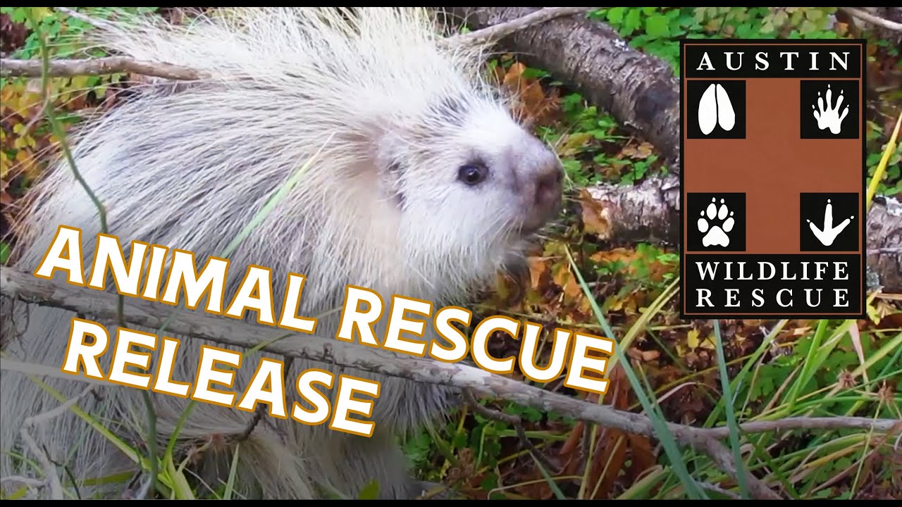 Rescued Animals Released back into the Wild: Deer and Porcupines