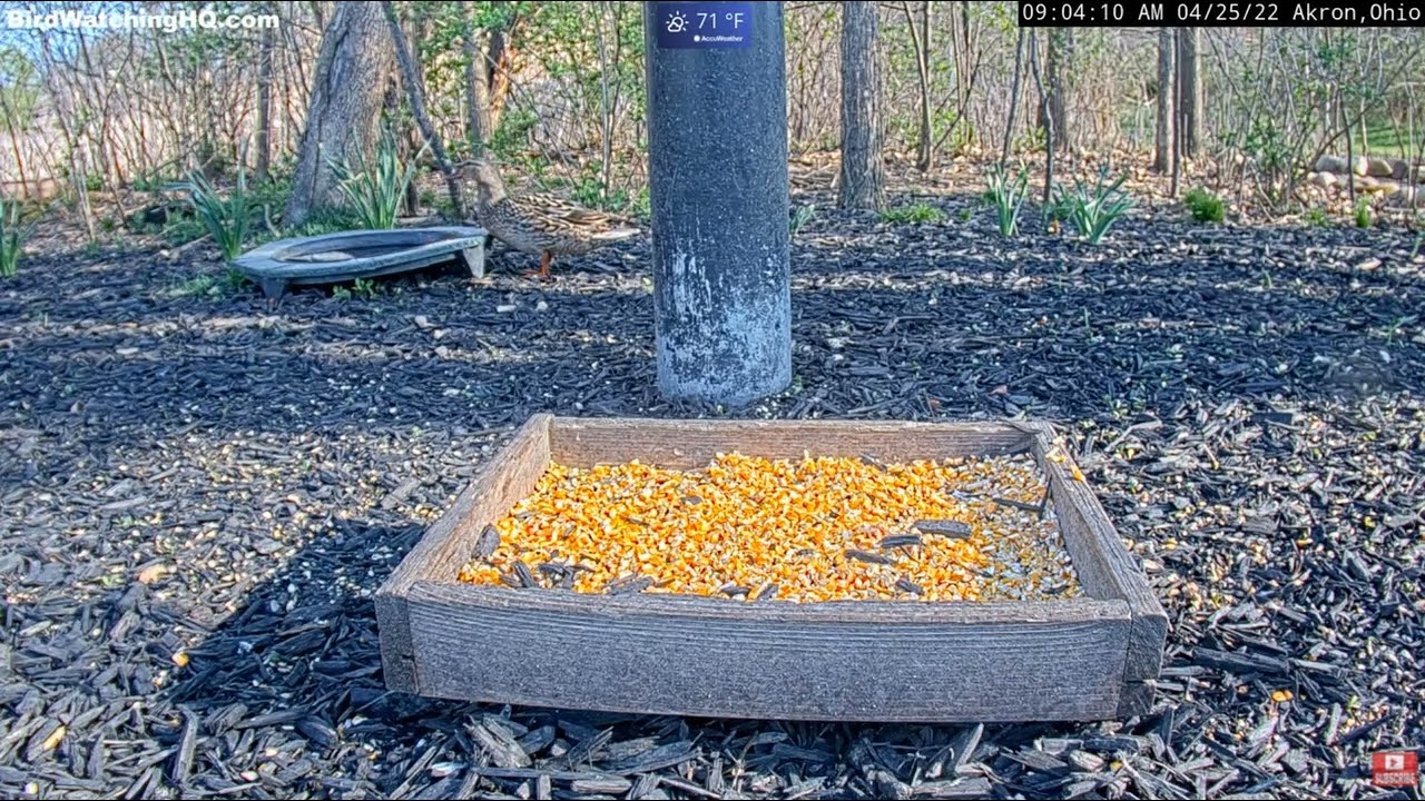 Squirrels Collide With Duck 🦆 at Bird Watching HQ  Akron, OH