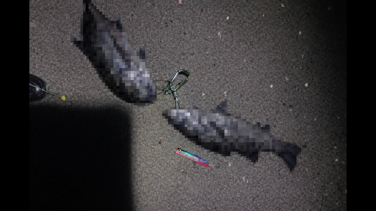 夜の海でトップにくってくる魚