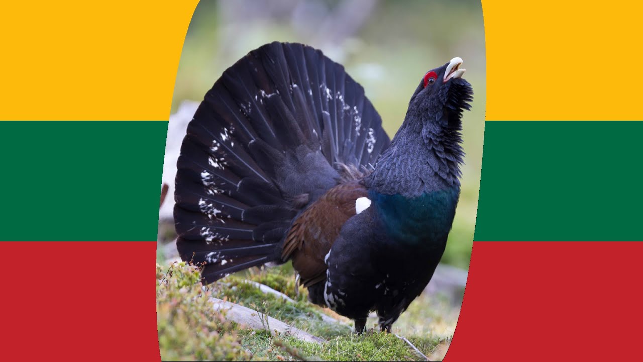 Lietuvos paukščiai: atspėk koks tai giesmininkas 1 ❓🐦