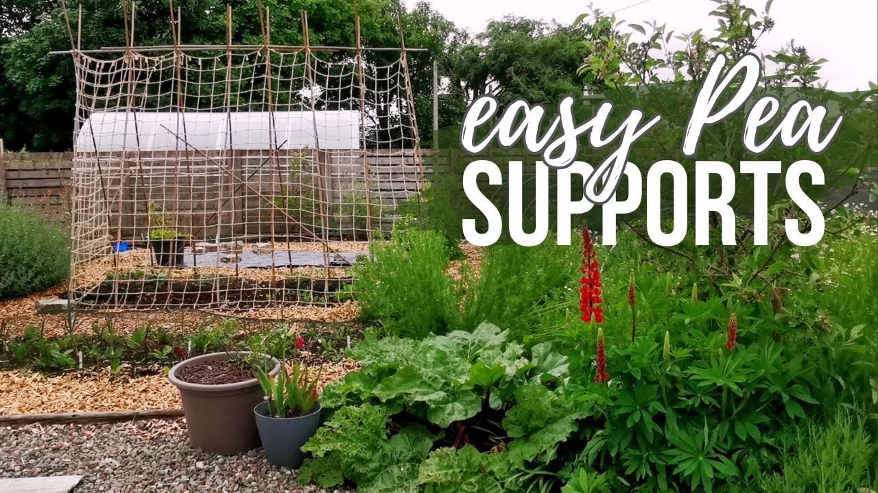 KITCHEN GARDEN growing Peas & Sweet peas| Pumpkins and Squashes Update!