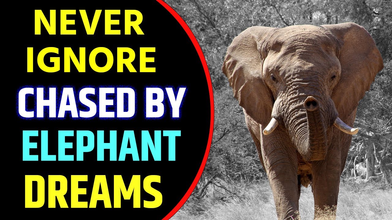 Being Chased By Elephant in Dream Meaning |  Dream About Elephant Chasing You