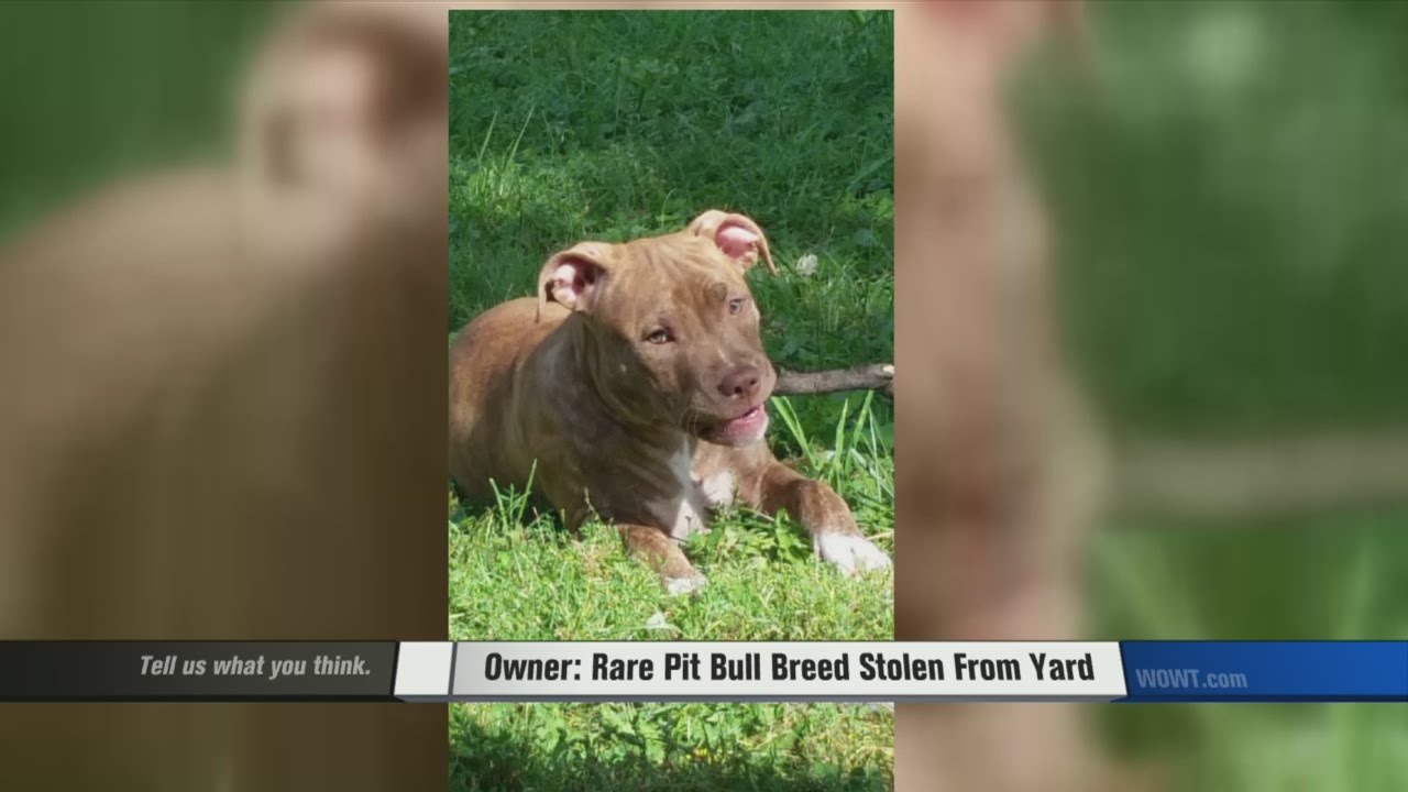 Owner: Rare Pit Bull Breed Stolen From Yard
