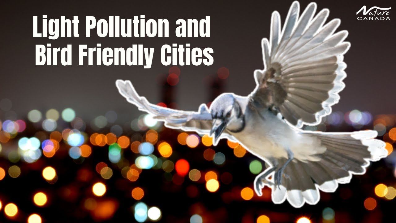 Light Pollution, Bird Friendly Cities & Possible Next Steps Webinar