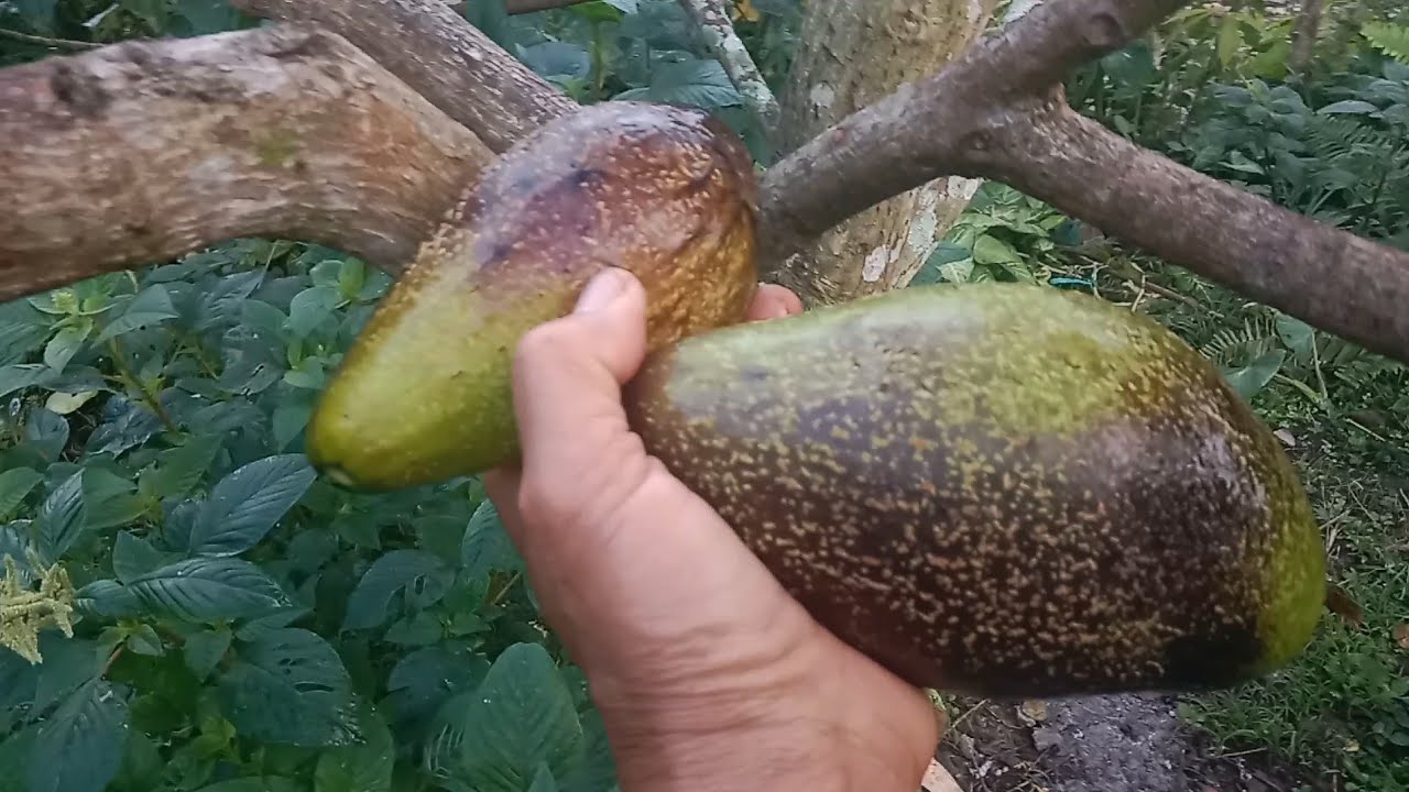 #PANENBUAH ALPOKAT YANG.......