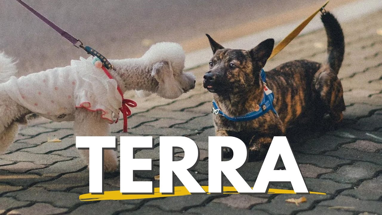 Perchè il cane si mette a terra davanti un altro cane.