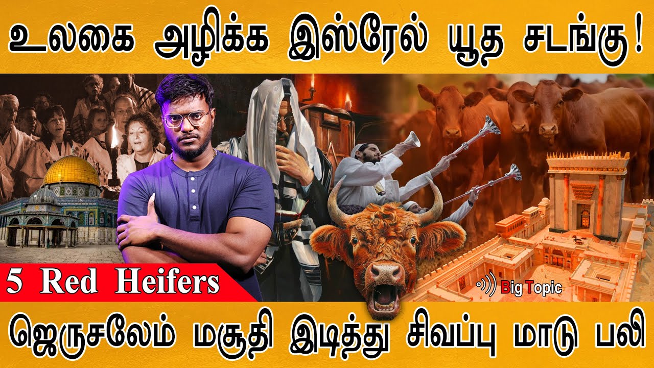 ✡️உலகை அழிக்க Israel யூத சடங்கு! | 5 Red Heifers 🐄 | Jerusalem | Al-Aqsa | Jews | Christians | Islam