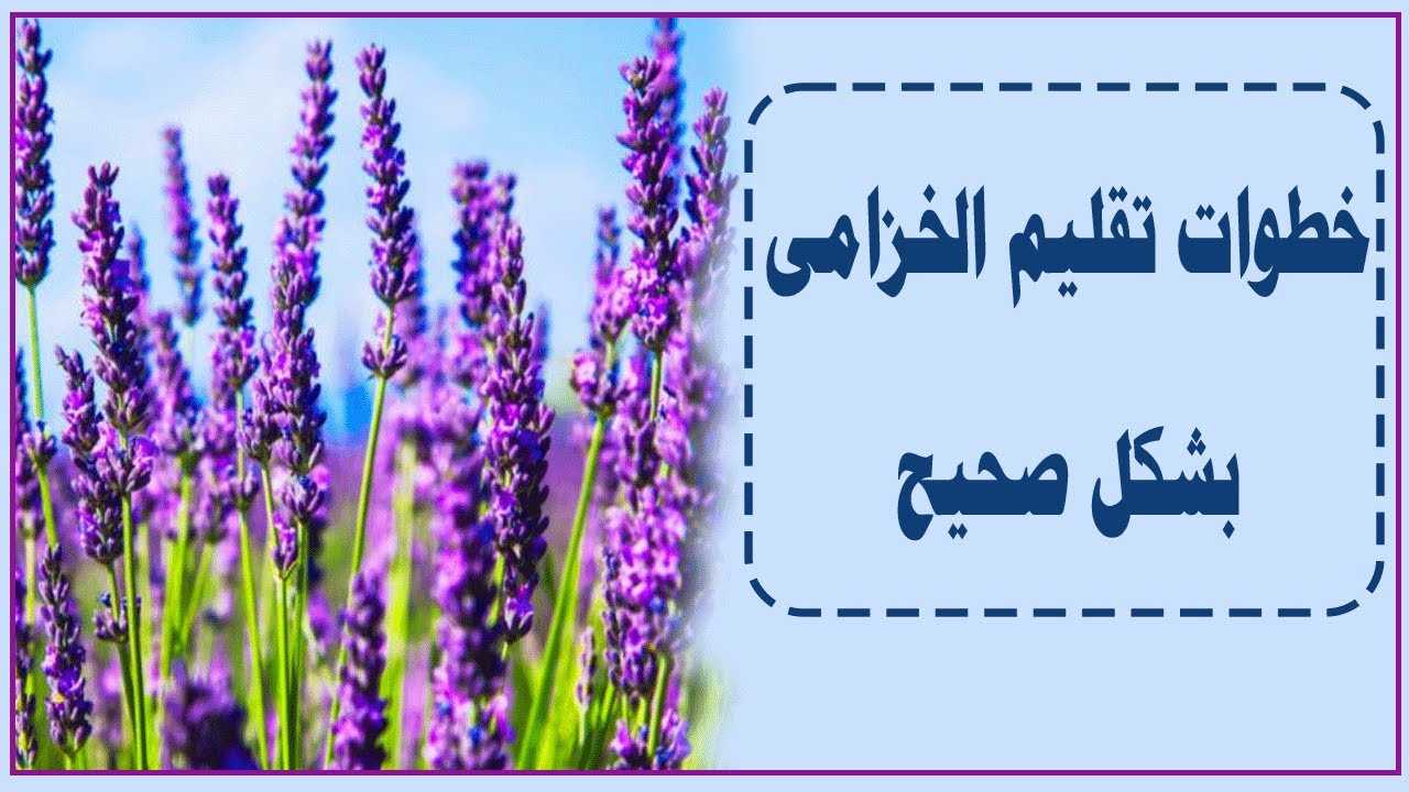 خطوات تقليم نبات الخزامى بشكل صحيح