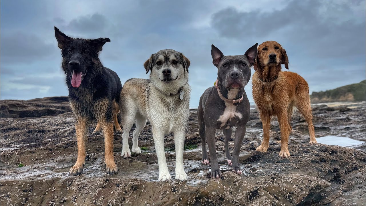 Friday funs🐾🐾