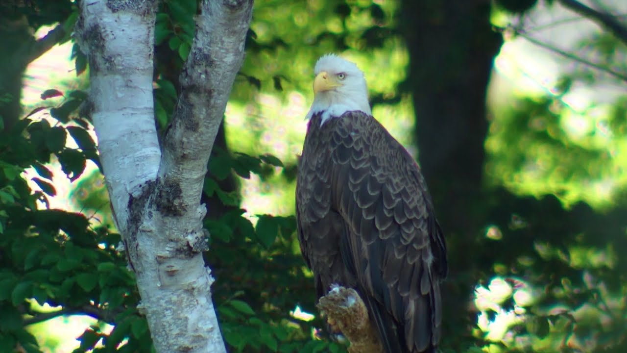 Land & Sea: Why more eagles are soaring in P.E.I.