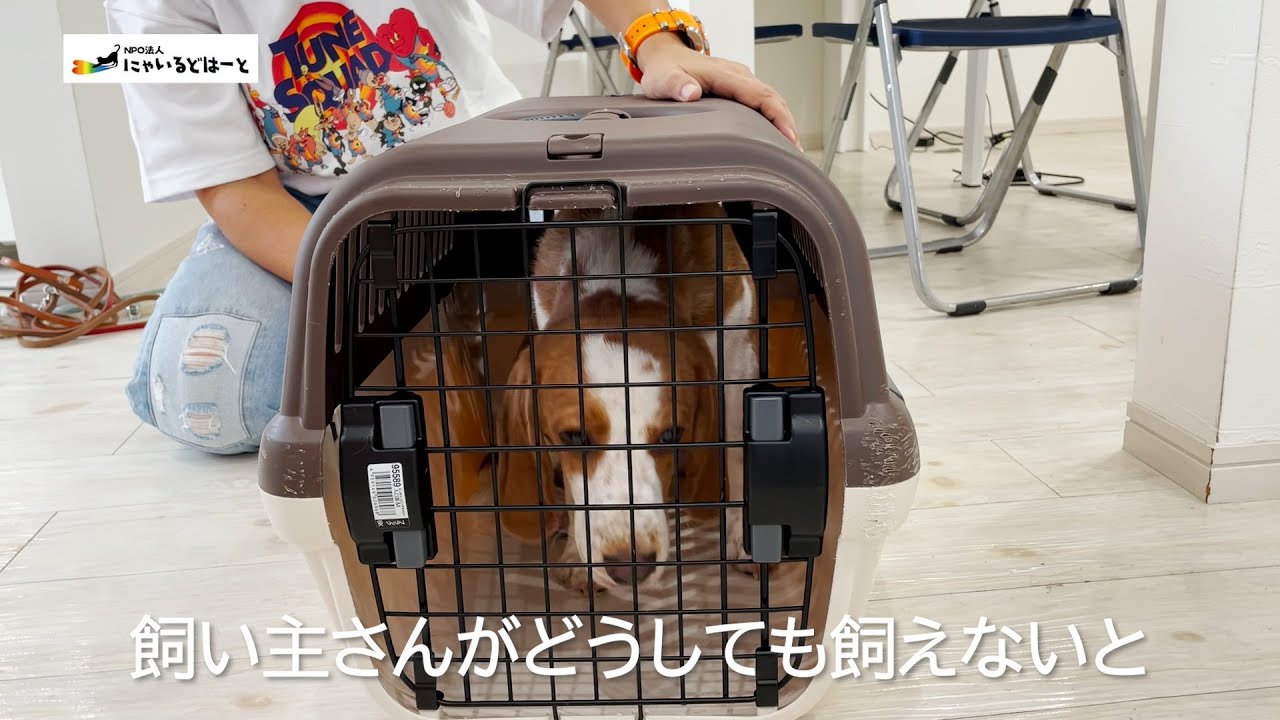 【どうしても飼えない】飼い主と共にやってきたビーグル犬：５４０