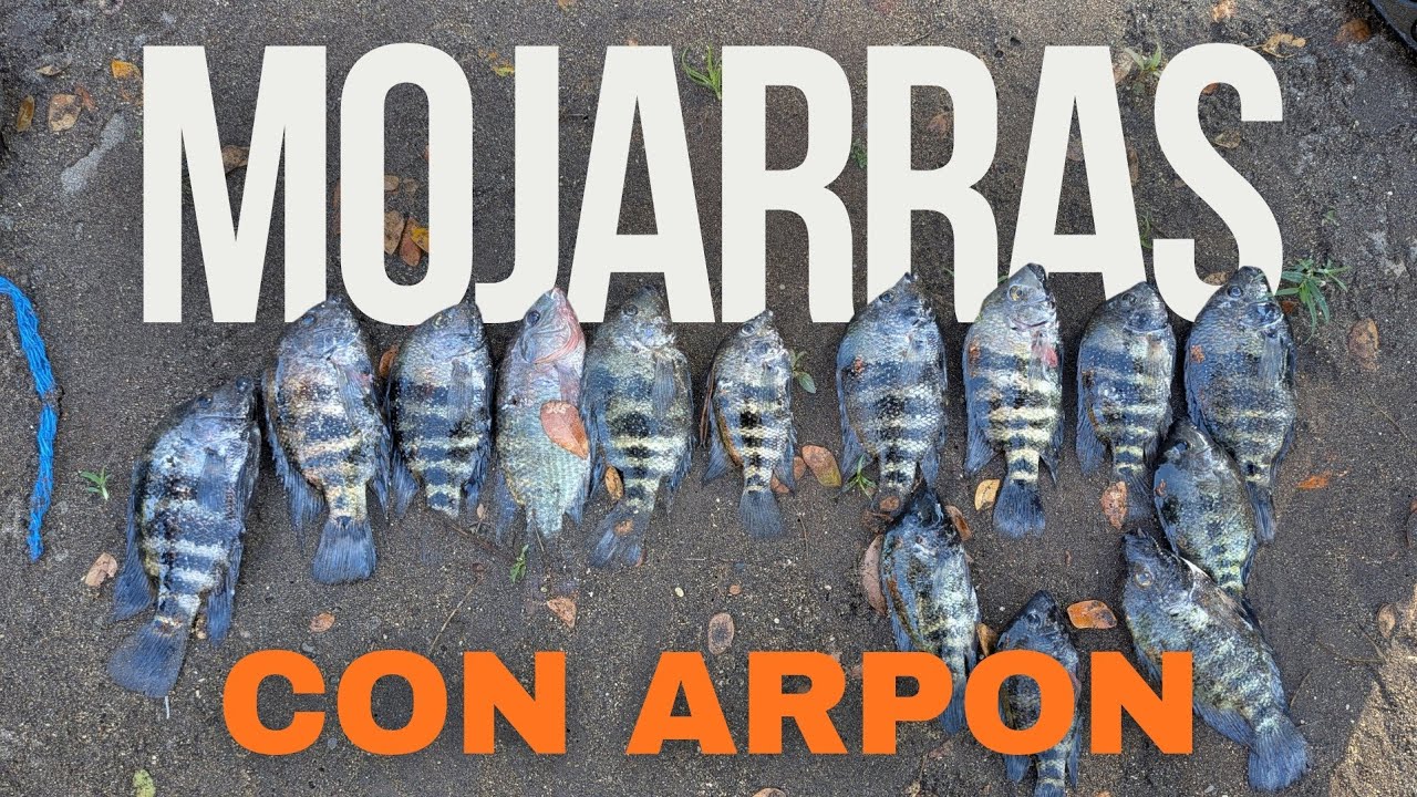 Pescando con ARPON en un CHARRALITO y una POSA