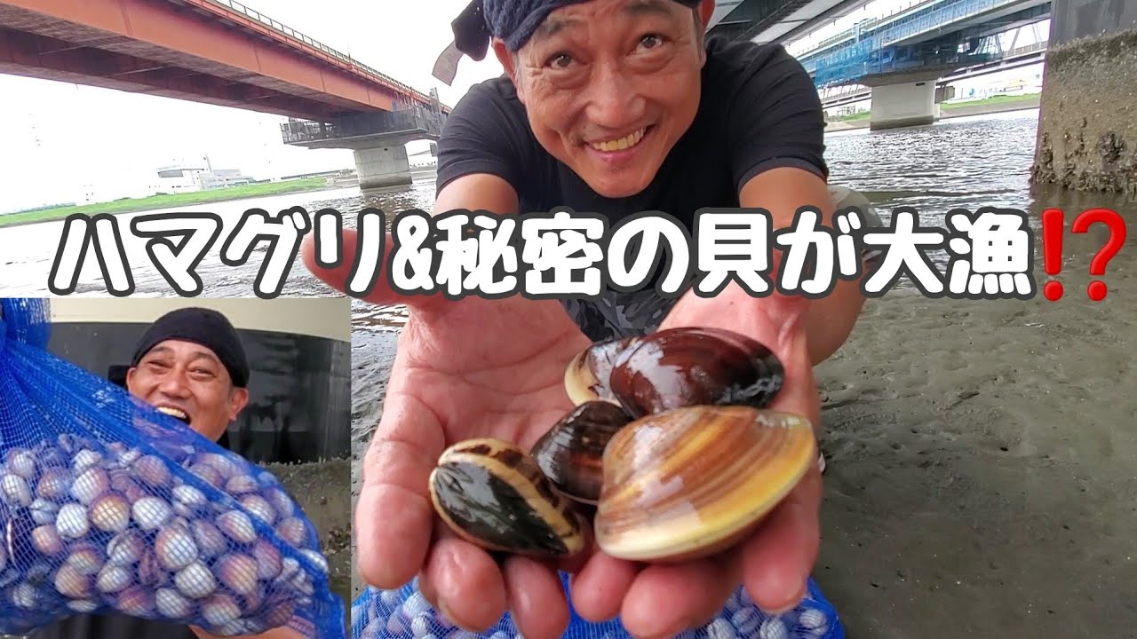 ハマグリ&秘密の貝が大漁です‼️江戸川放水路で潮干狩り‼️