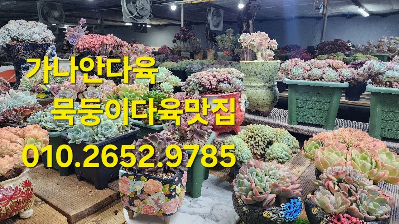가나안.예쁜다육가득한 다육맛집 010.2625.9785