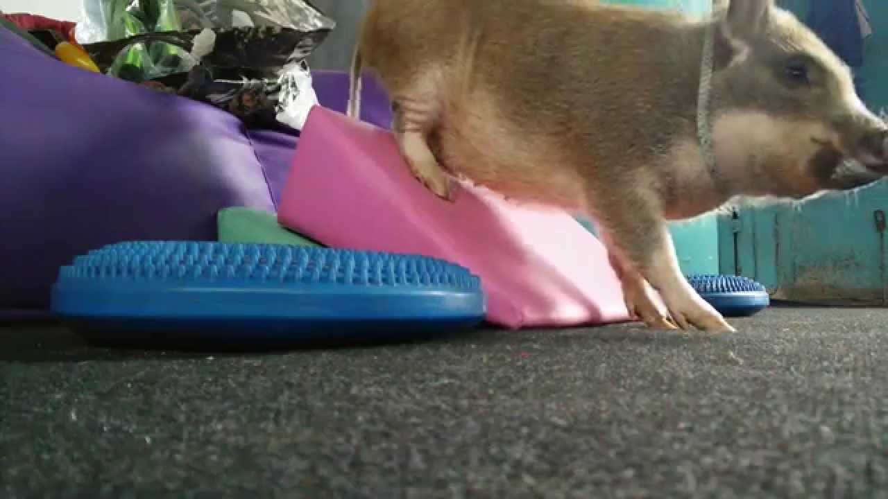 Pig Stefa - Body Awareness