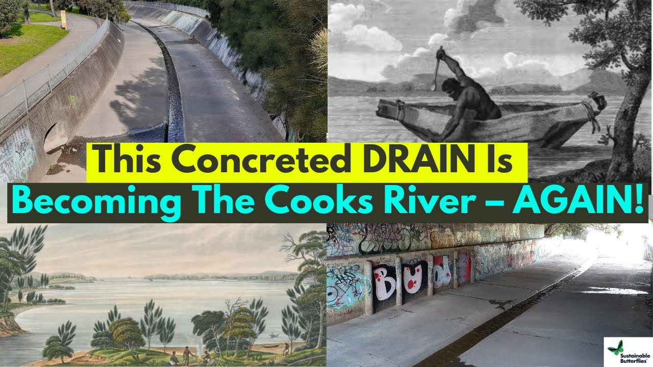 This Concreted DRAIN Is Becoming The Cooks River – AGAIN!