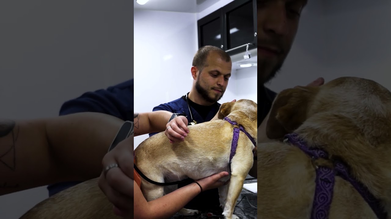 Pet Emergency? This Ambulance Comes to You 🚑  