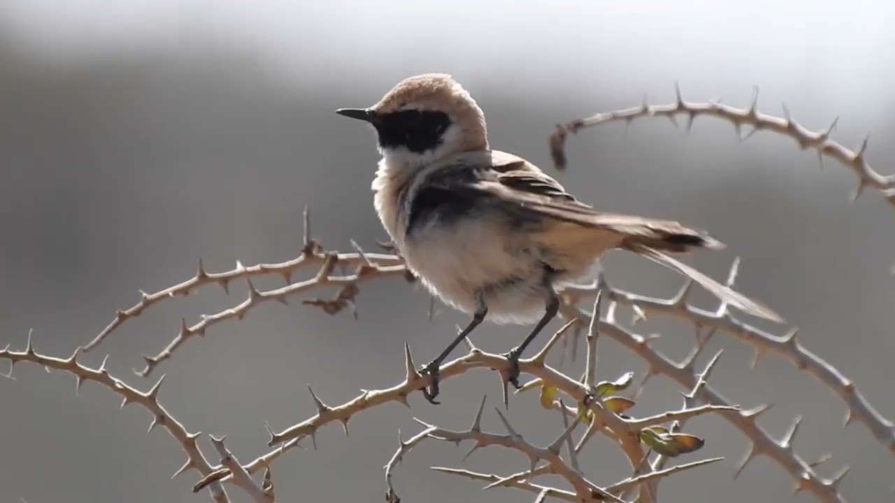 BIRDING LAMPEDUSA - APRILE 2022