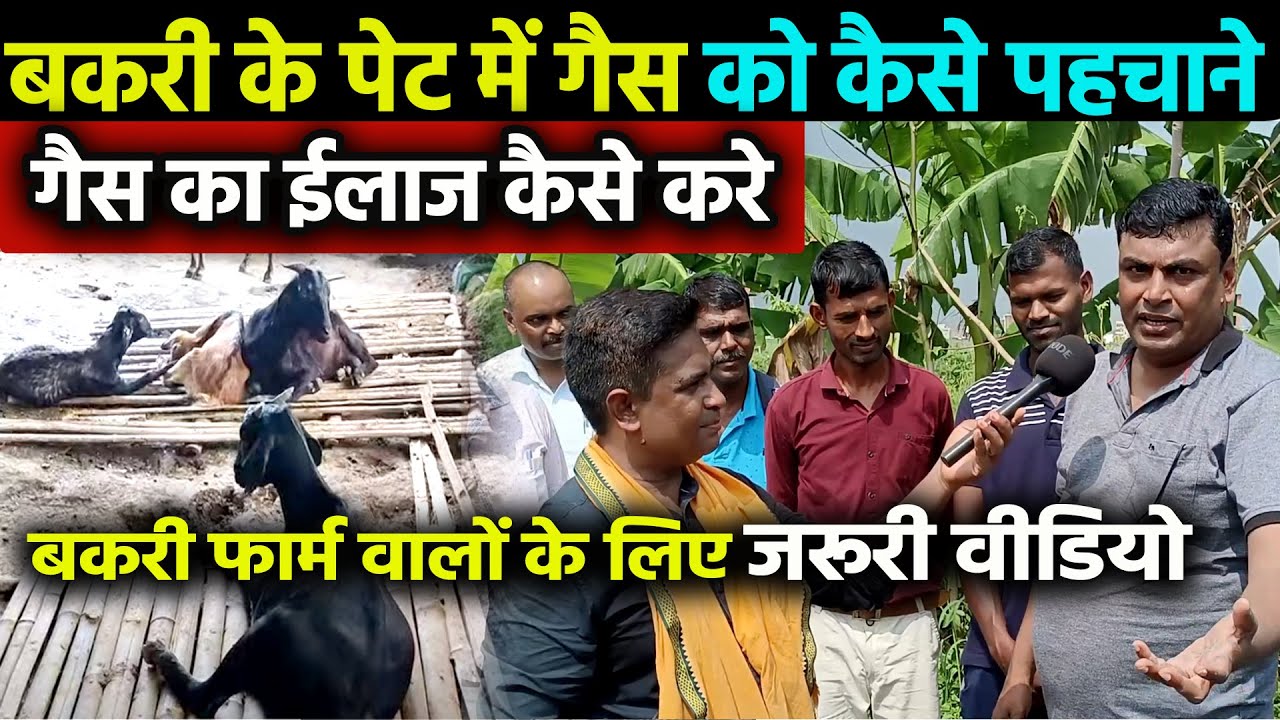 🐐बकरी के पेट में गैस को कैसे पहचाने और कैसे ठीक करें 🐐Goat Farming Tips By Sudhir sir Patna