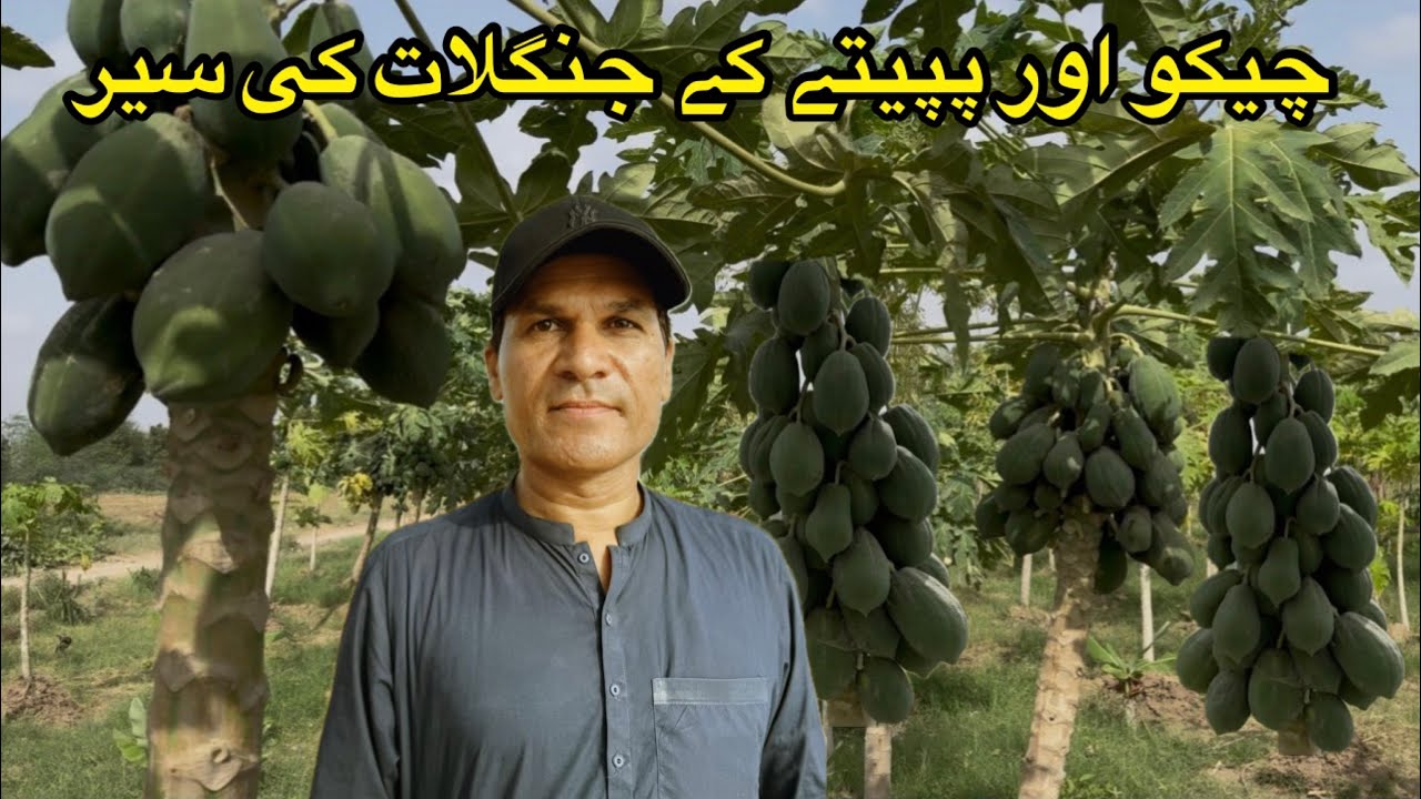 Mud apple and papaya forest in sakraan balochistan August 8, 2025