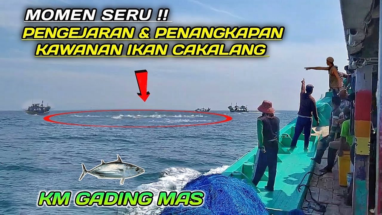 NELAYAN PUGER || MOMEN SERUNYA PENGEJARAN & PENANGKAPAN IKAN CAKALANG