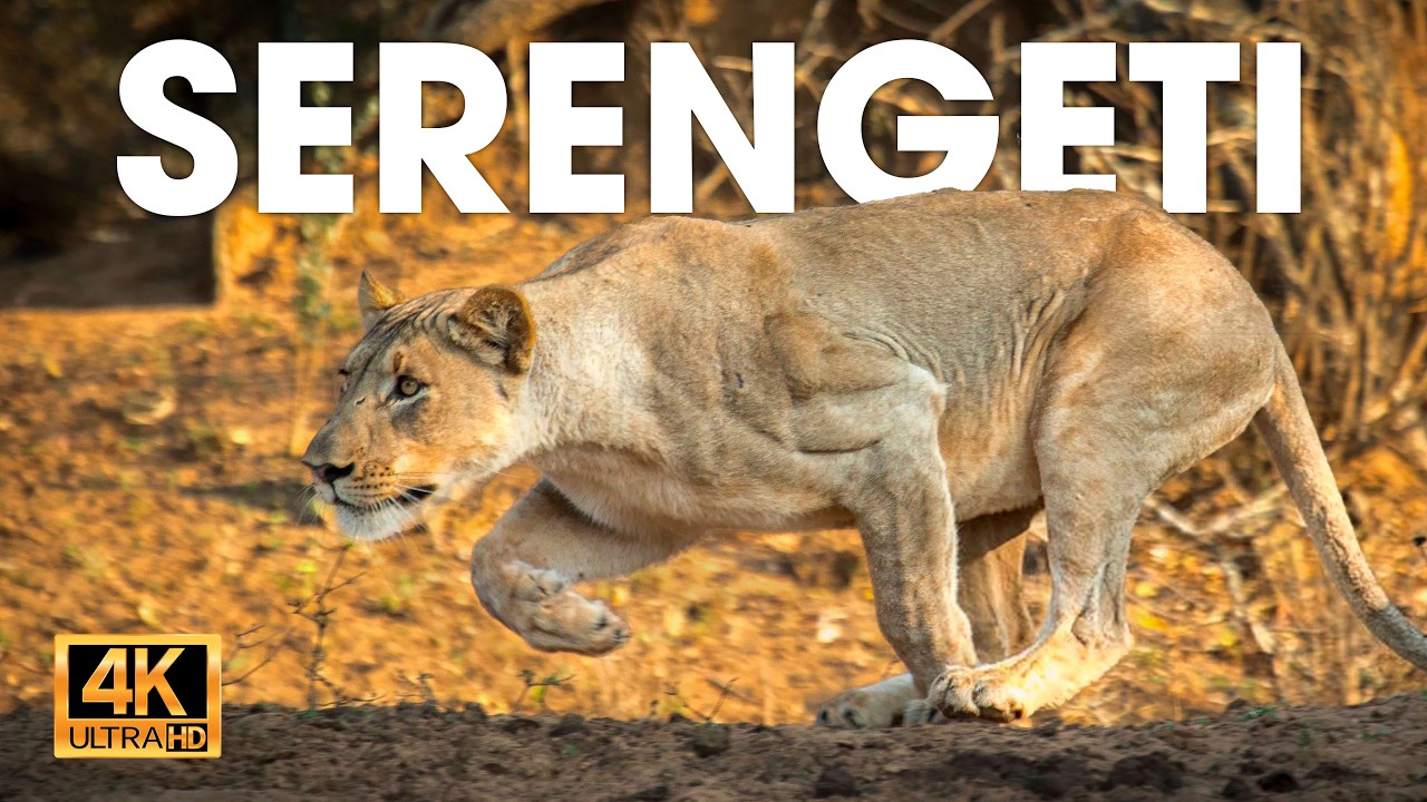 SERENGETI - La Tierra de los Depredadores Supremos #animalessalvajes