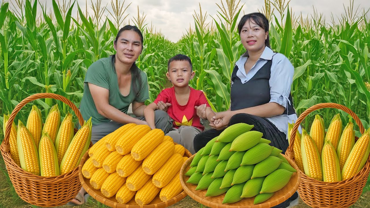 Harvesting Corn on the Hill and Bringing It to the Market to Sell - Moutain Life | SURVIVAL ALONE.