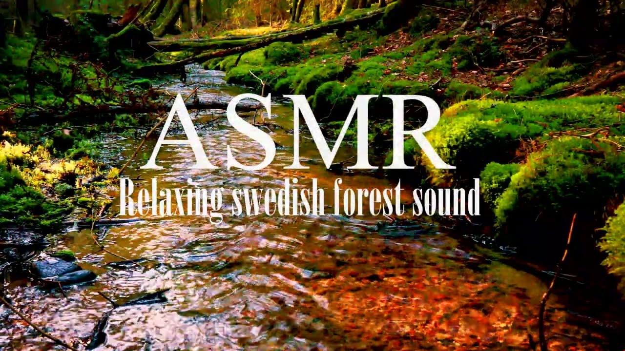 ASMR Swedish Forest Sounds🌲 Birds Singing & Flowing Stream | Relaxing Nature Sounds 30 Minutes