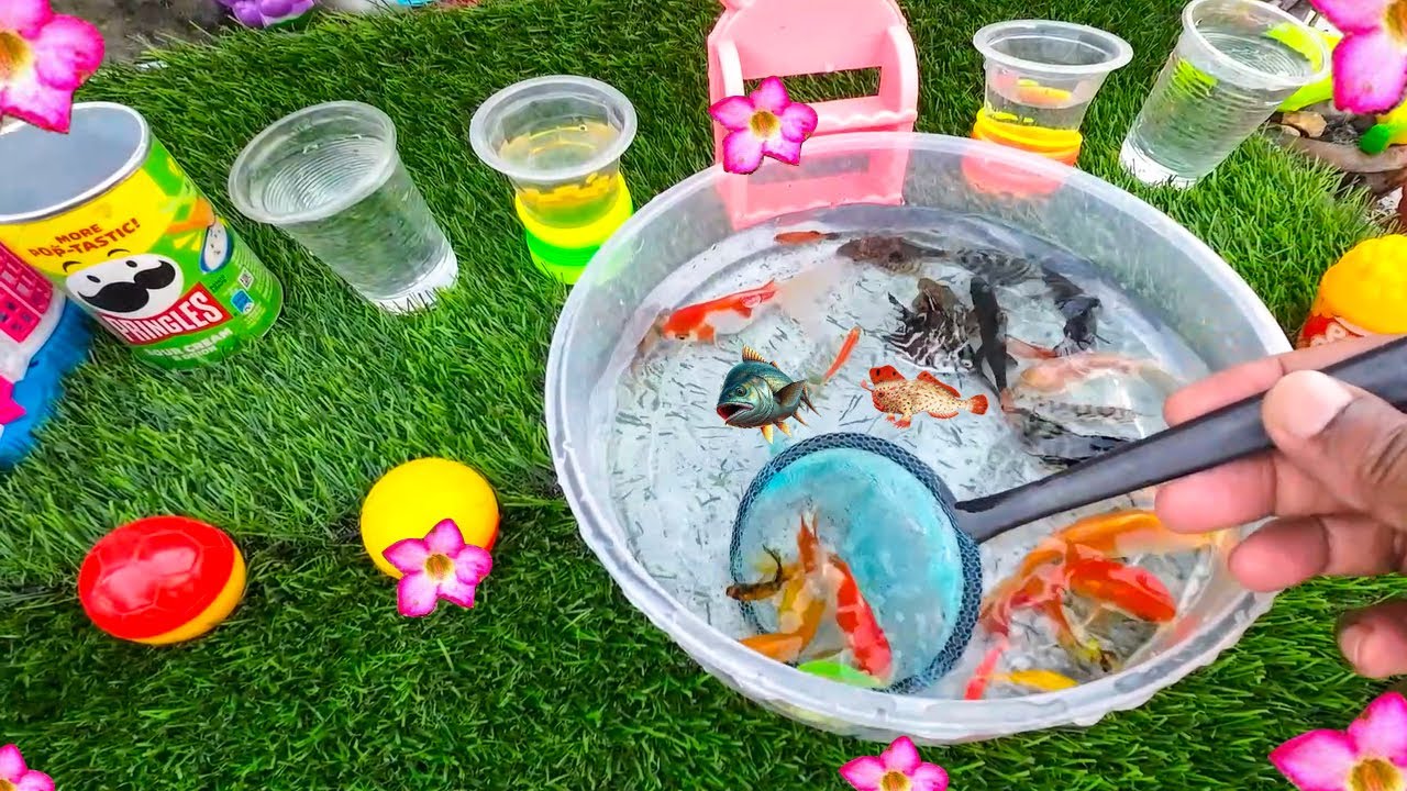 Fabulous Colorful Aquarium Fish Unbox and Shifting Home Made Small Pond