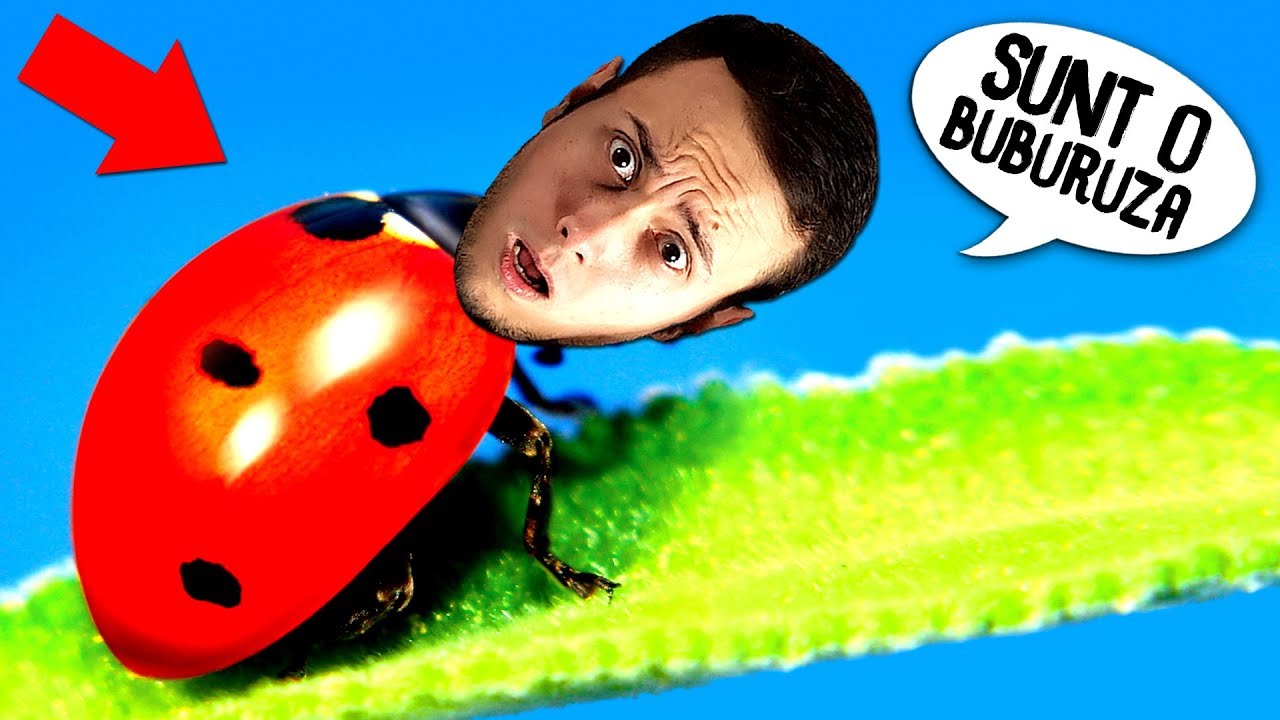 Viata unei BUBURUZE !
