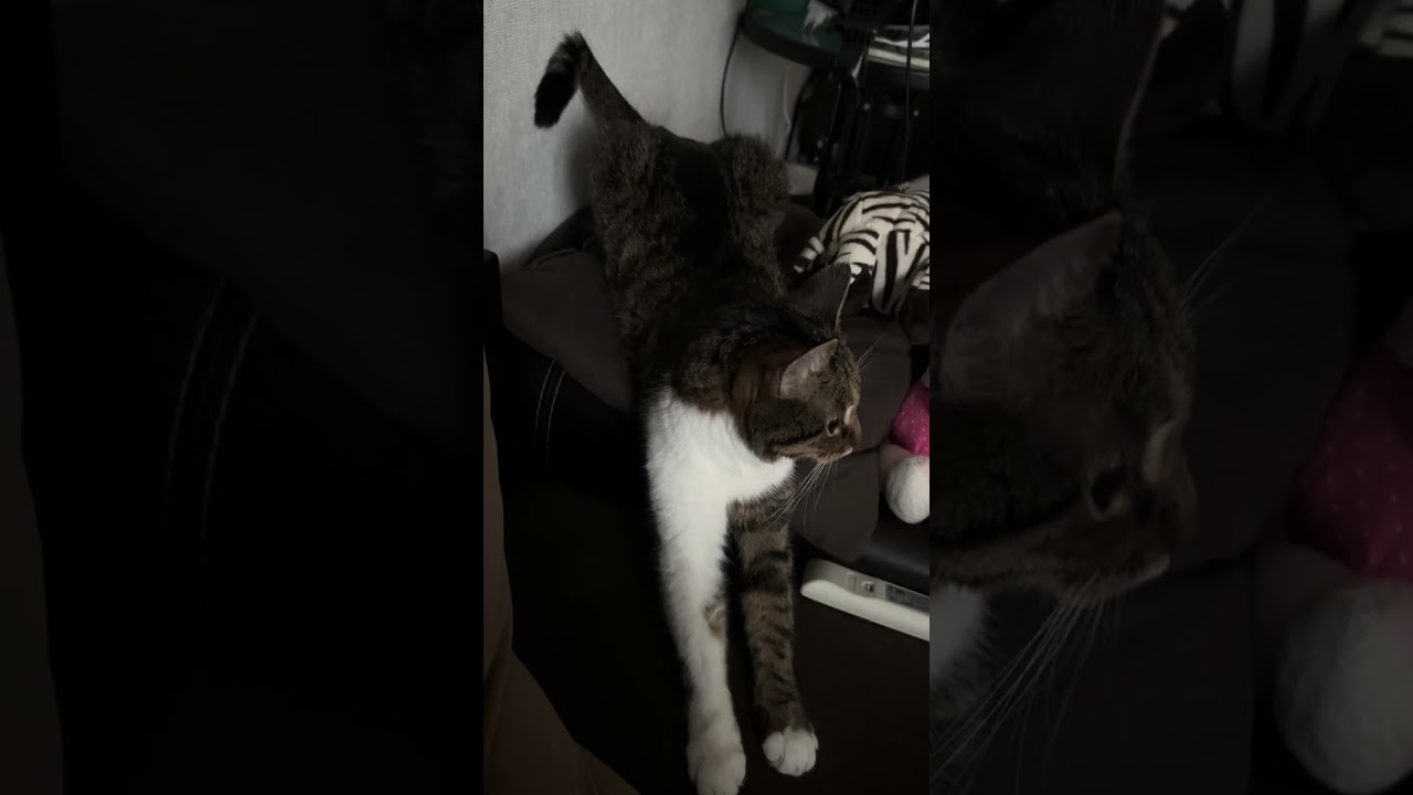 Удобненько 😁 #кошкабарселошка