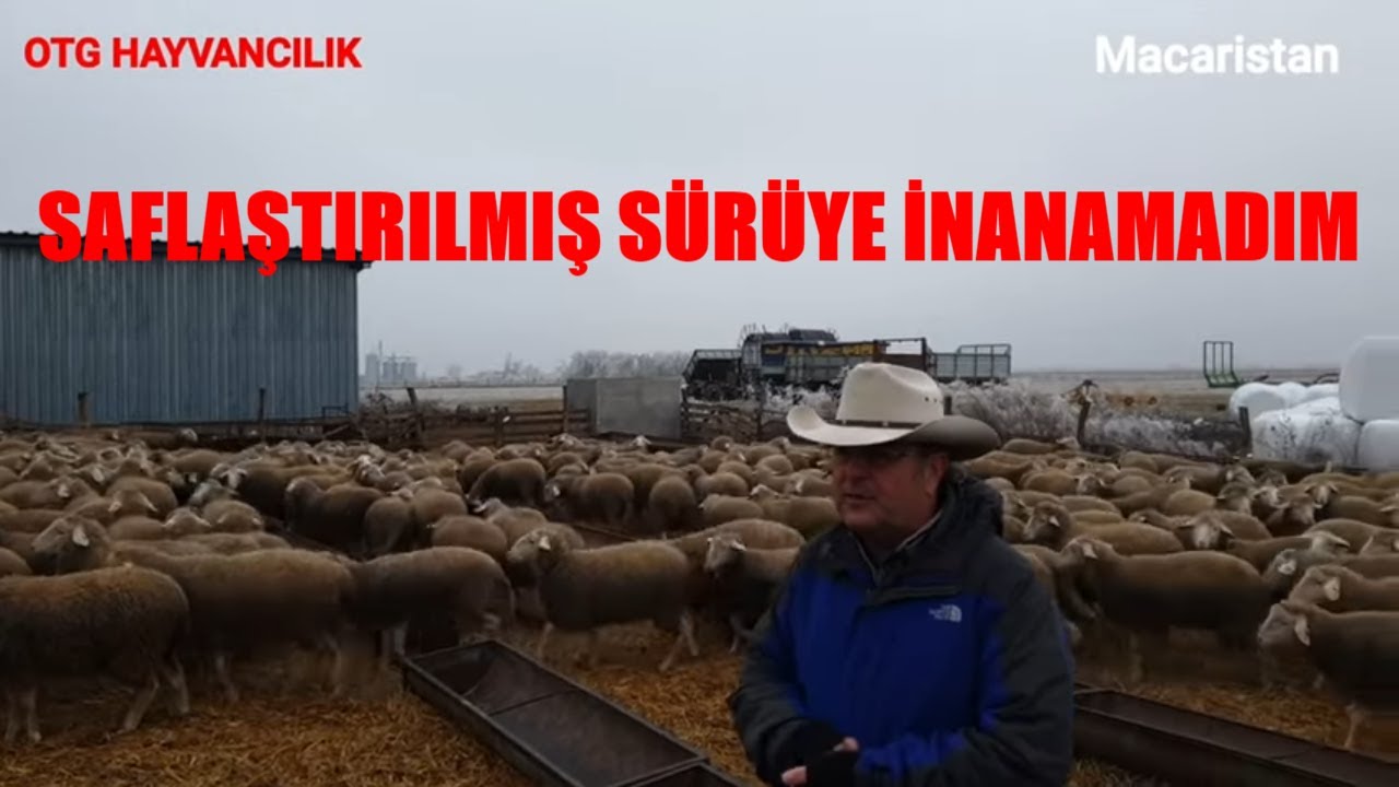 SAFLAŞTIRILMIŞ SÜRÜ | MERINOLANDSHAF KOÇ KULLANILMIŞ | MACARISTAN