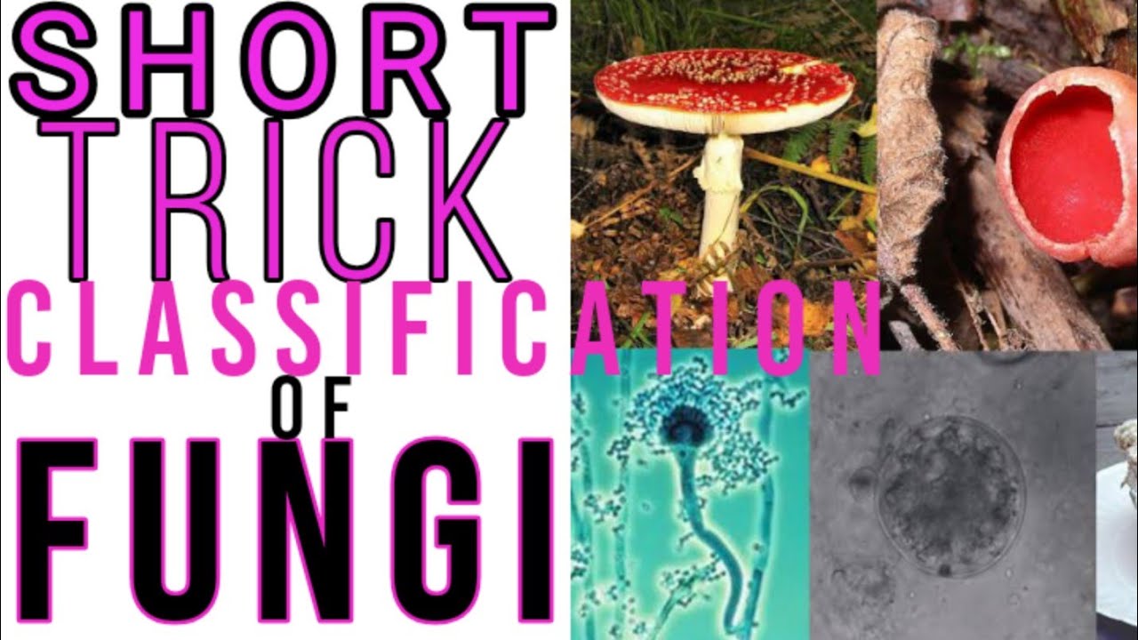 Classification of fungi-Short Trick|NCERT|Class 11 NEET Biology|NEET Guide