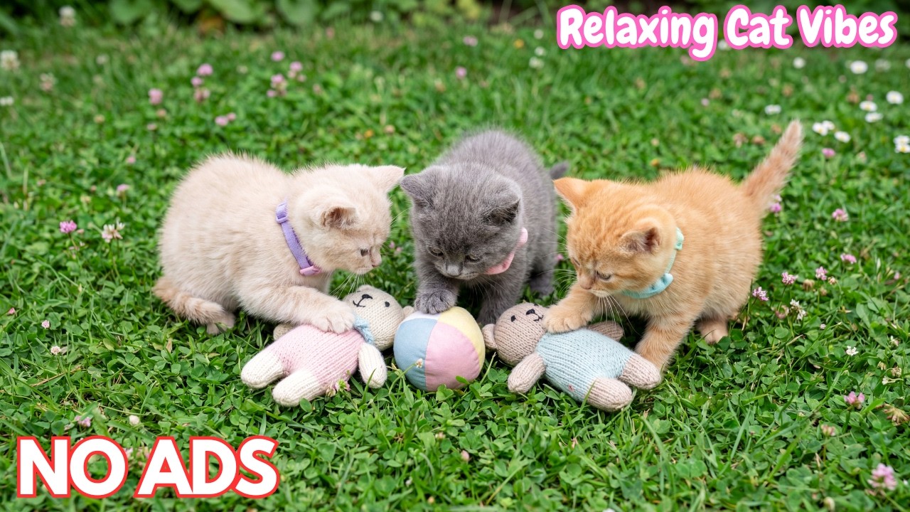 12 часов успокаивающей музыки для кошек 🐾 Спокойная музыка, снятие стресса, мирные кошки 💙 Без рек