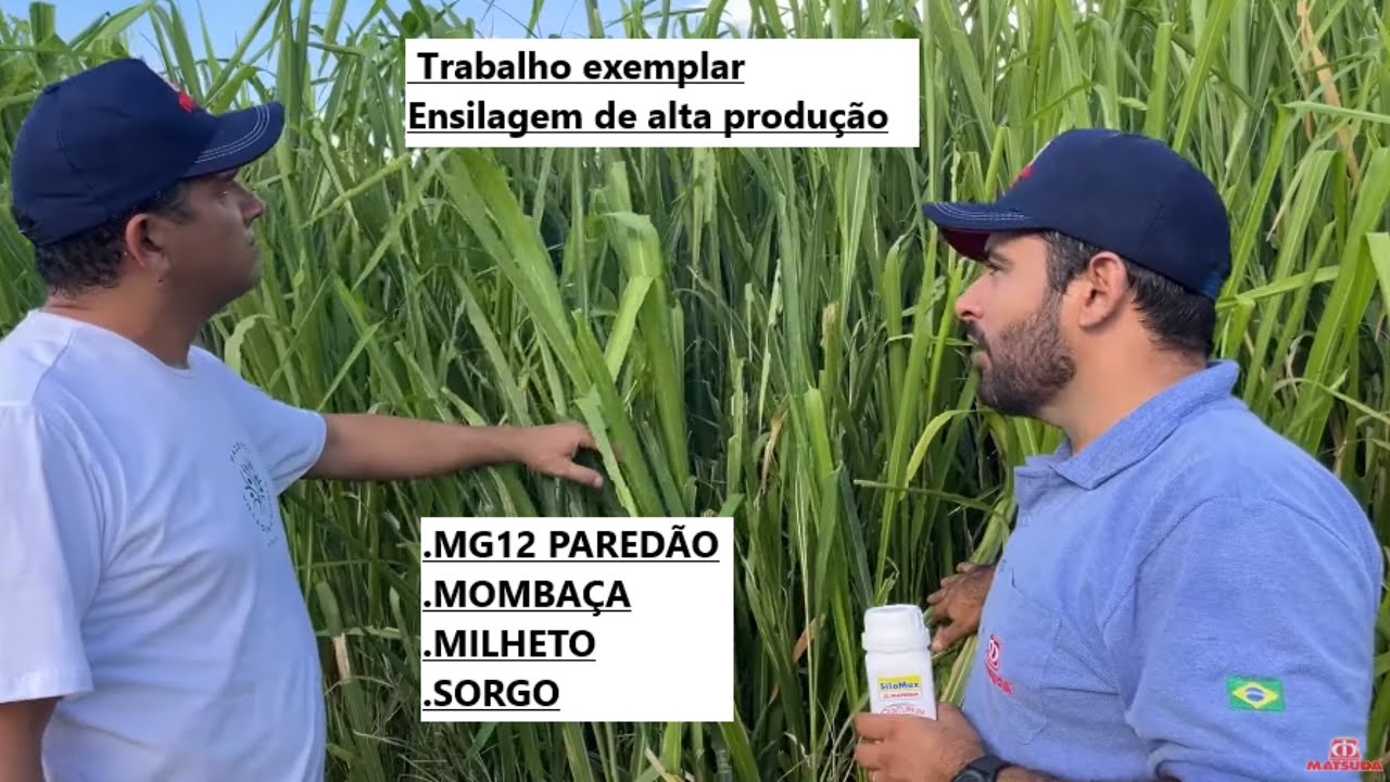 MG12 PAREDÃO, MILHETO, SORGO, MOMBAÇA