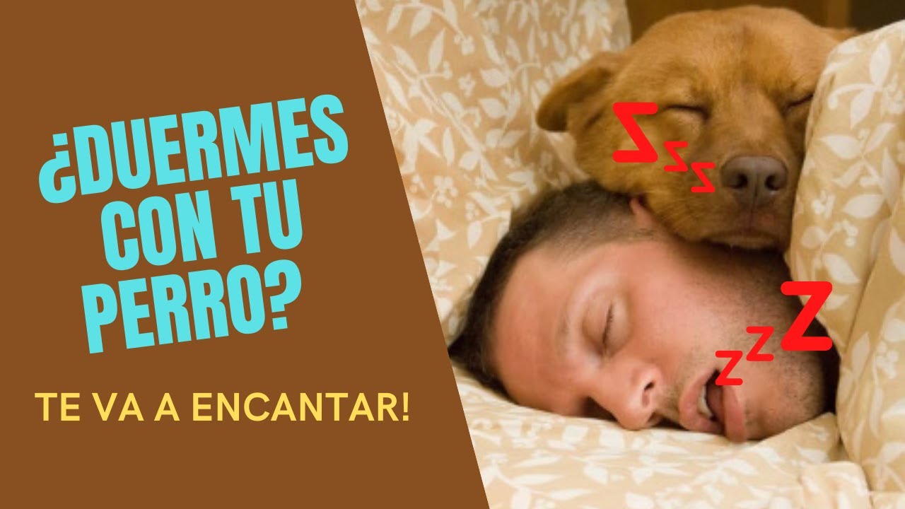 🐶😴 &iquest;Es Malo DORMIR Con Tu PERRO? Te Sorprender&aacute;s