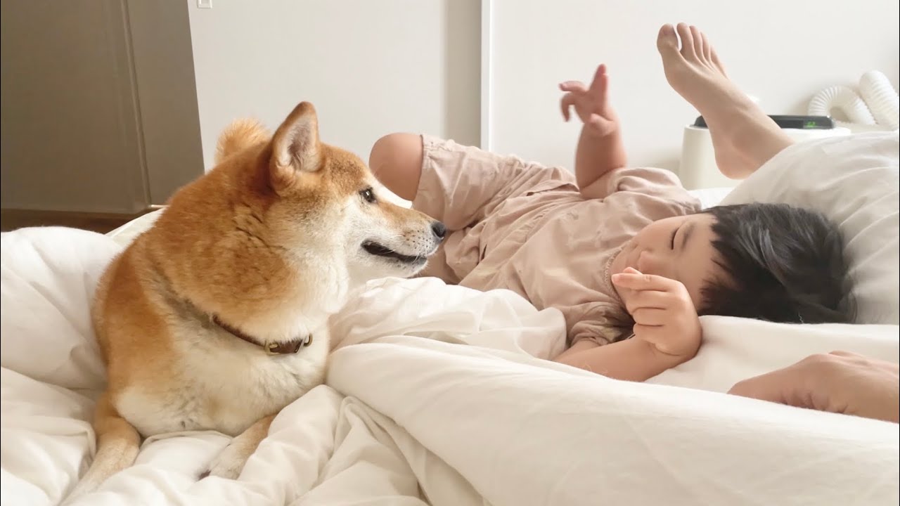 うちの柴犬と怪獣娘の寝相が悪すぎて困っている