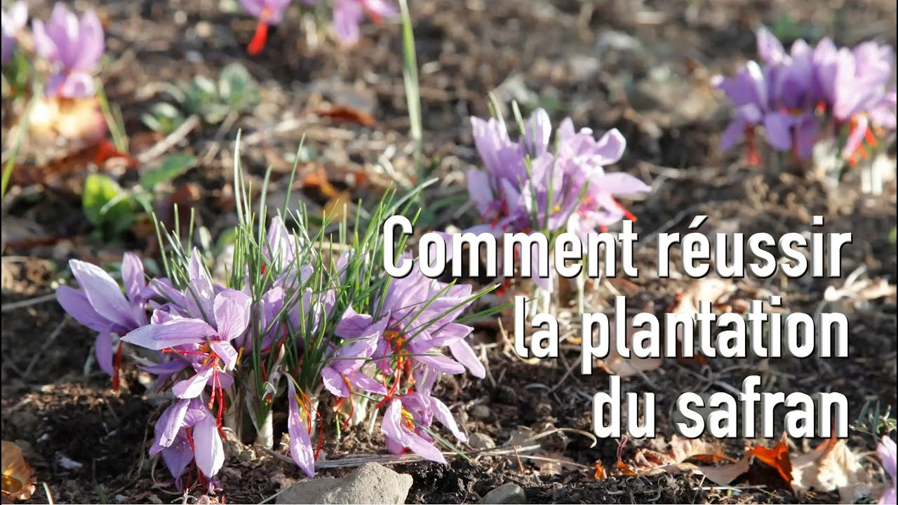 Planter et cultiver le safran