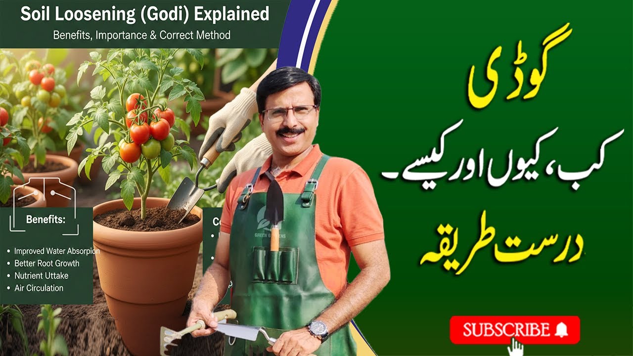 Soil Loosening (Godi) Explained | Benefits, Importance & Correct Method | Gardening With Javed Iqbal