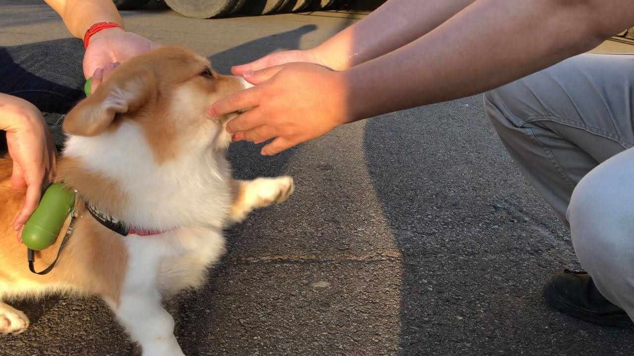 Corgi FeiFei 柯基叫聲有多宏亮？？