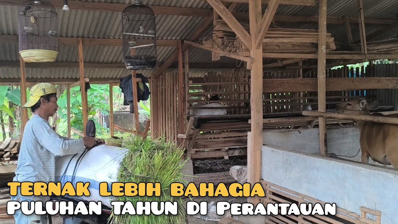Kisah Pak Muhari Hidup di desa, Ternak kambing, Sapi dan Ayam 