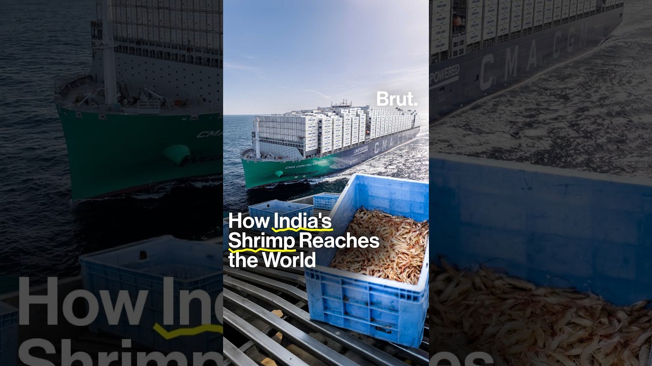 Как CMA CGM доставляет индийские креветки по всему миру