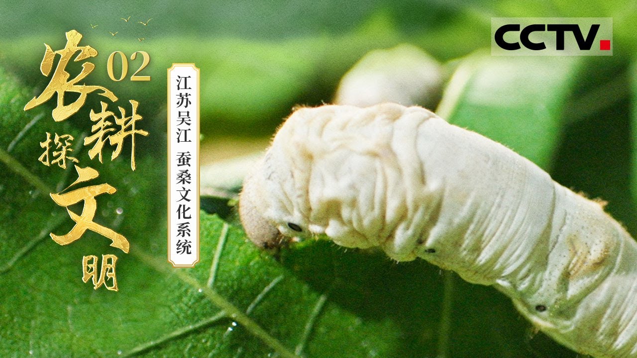 《2025农耕探文明》02 江苏吴江：领略江苏吴江蚕桑文化系统 感受一根蚕丝如何织就千年的文明画卷&mdash;&mdash;蚕桑文化系统【CCTV纪录】
