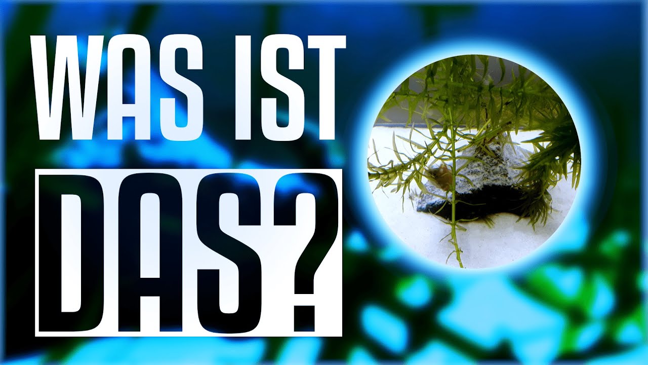 🦐 Was ist die ARTERHALTUNG der Natur? 🦐