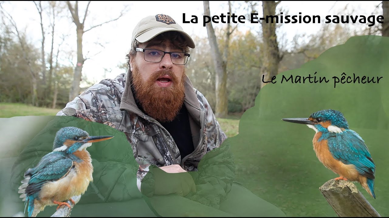 La petite e-mission sauvage - Episode 9 le martin pêcheur