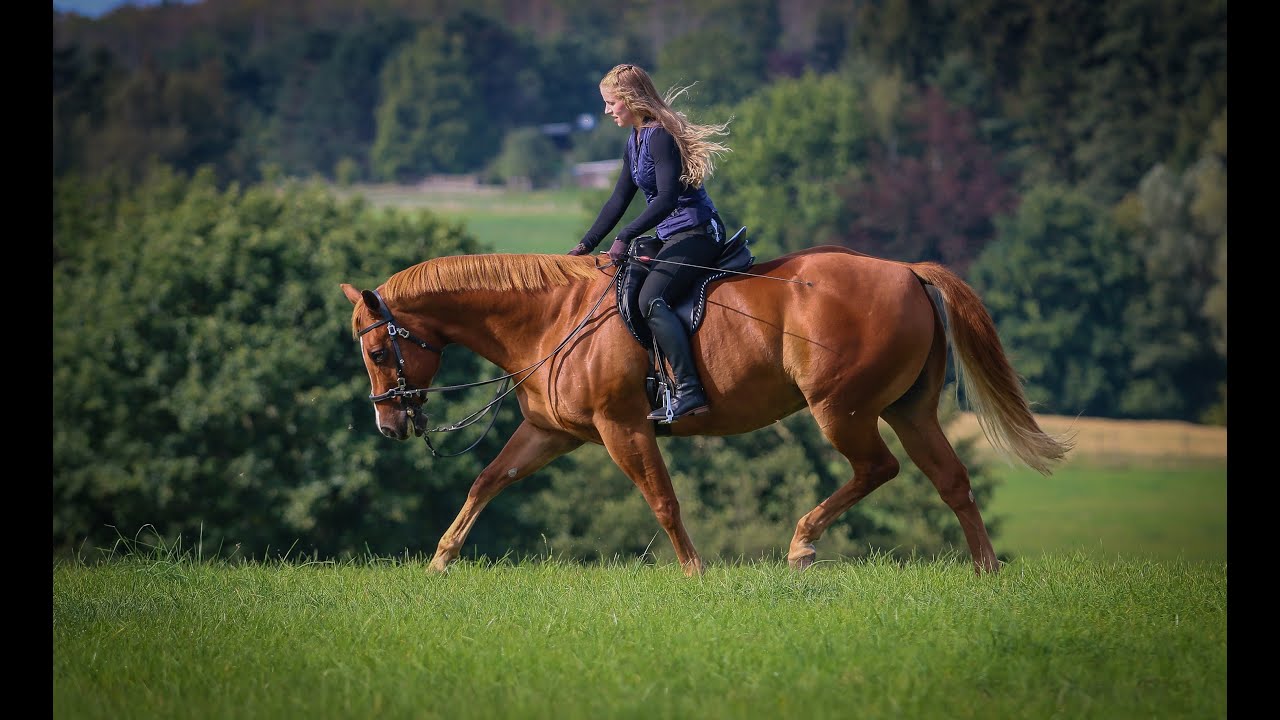 QB - Relaxation in canter & body tension in trot
